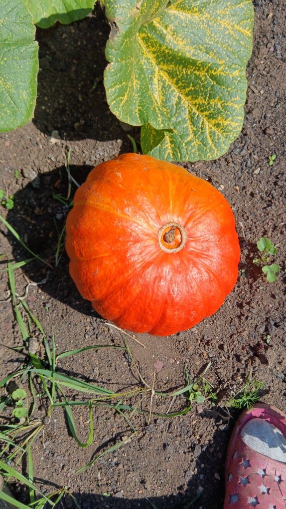 Продам тыкву разного размера.