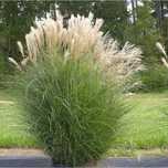 IARBA DE PAMPAS regina ierburilor