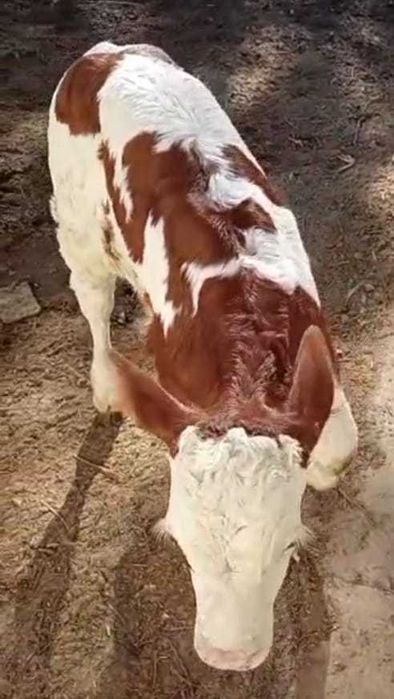 Vaca cu tăuraș și vitea