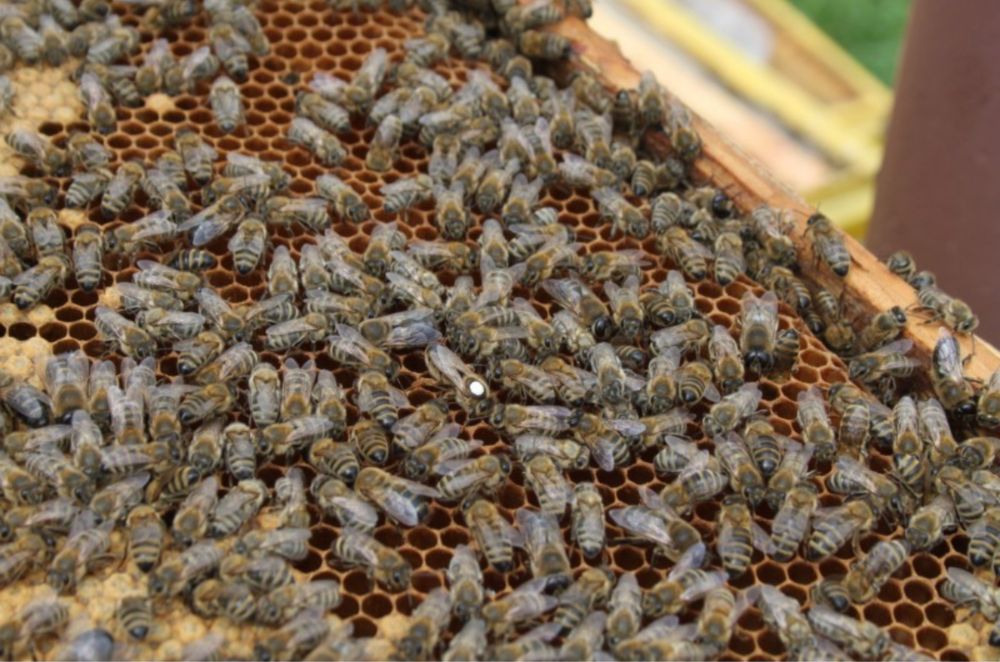 Пчелопакеты от сильных семей 2026 в вашем городе