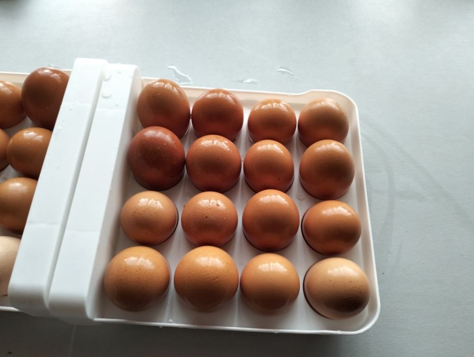 Ouă de casă proaspete