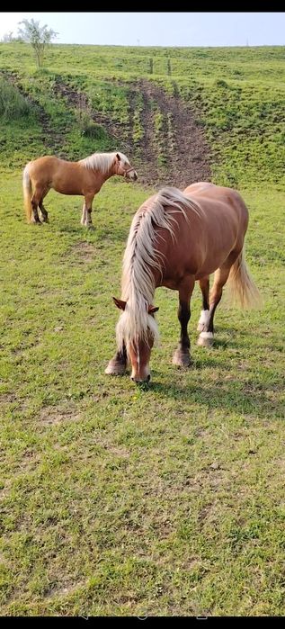 Vând  iapa și manza