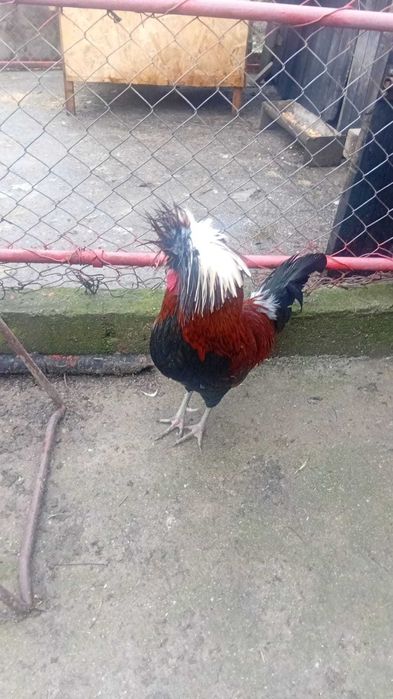 Cocosi moțat de vânzare și iepure