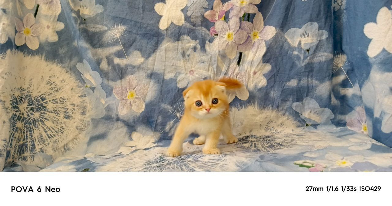 Продам шотландских вислоухих котят возраст месяц