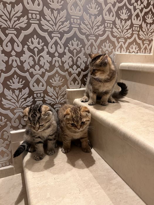 Британски котета