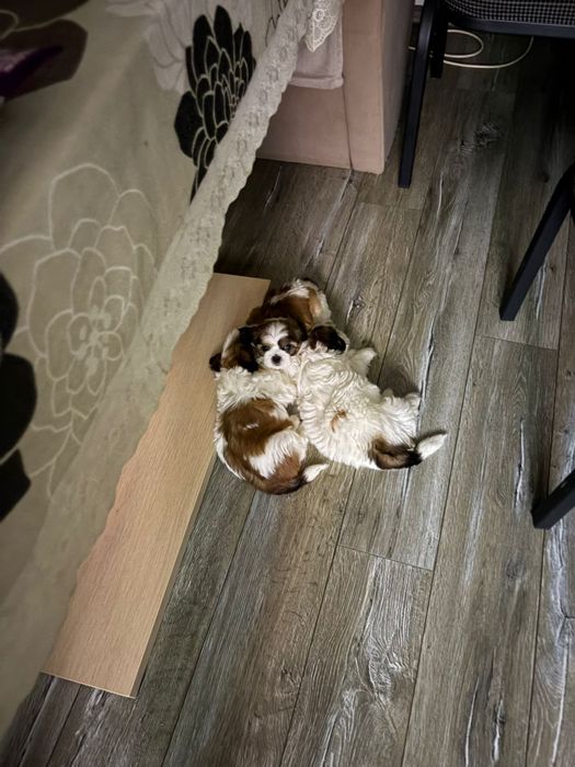 Shit tzu 7 saptamani mini toy