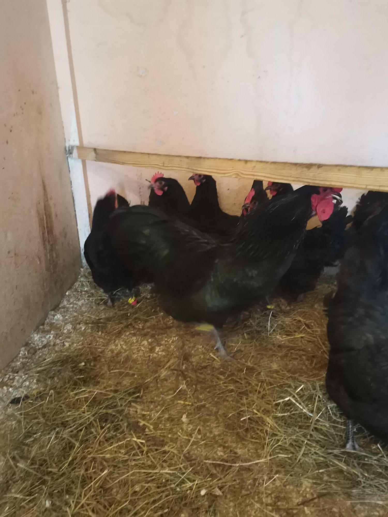 Pui australorp negru