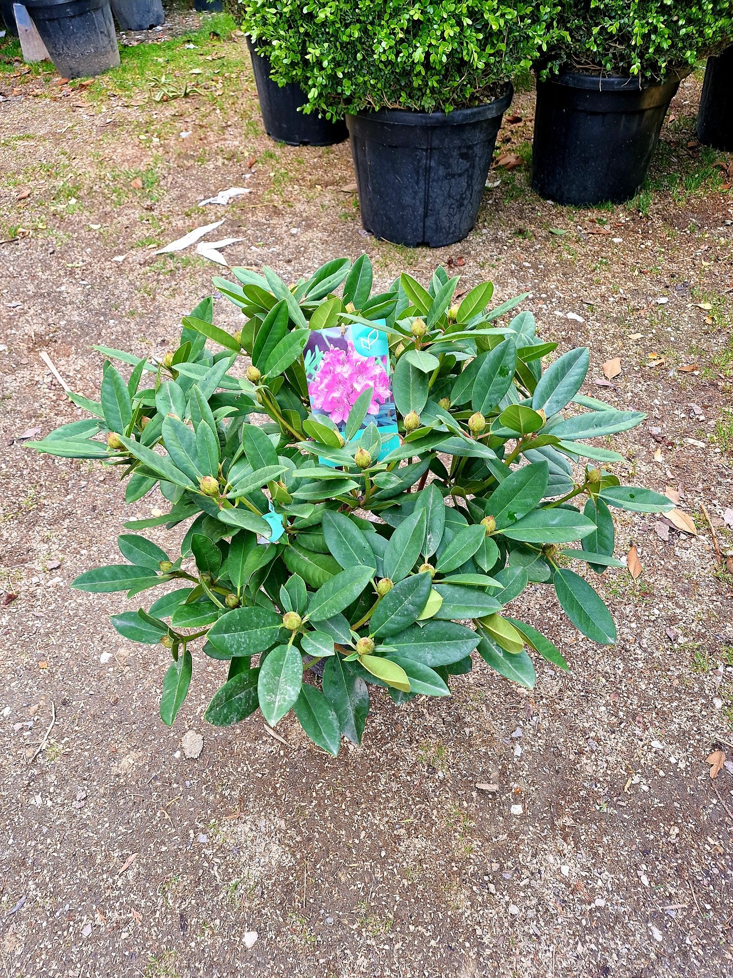 Plante glob, tuia, buxus, rhododendron, azalee, yucca, tei, platan etc