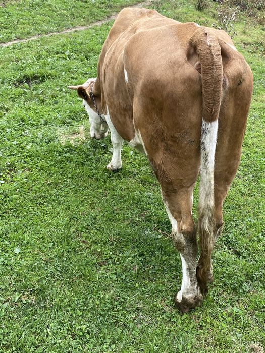 Vand vaca baltata