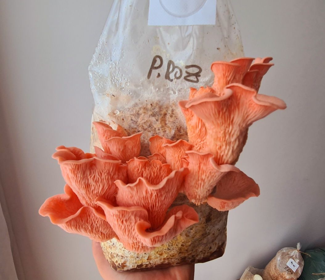 Miceliu lichid pleurotus