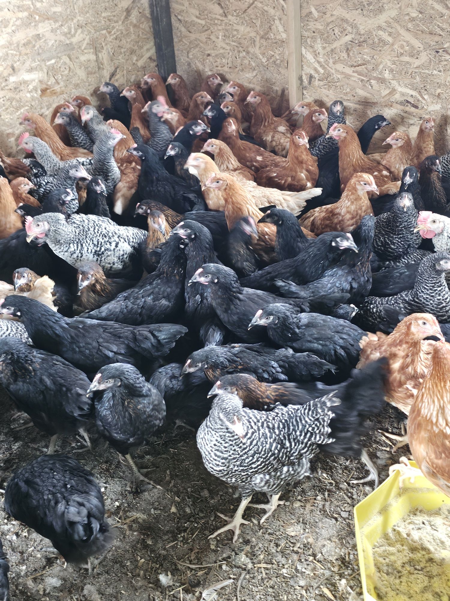 Vând puicute de oua.  Puicute leghorn.