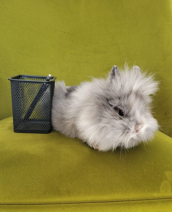 Iepurasi cap de leu si californian