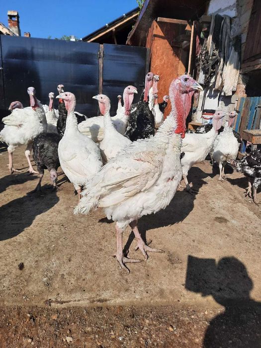 Curcani de vânzare!