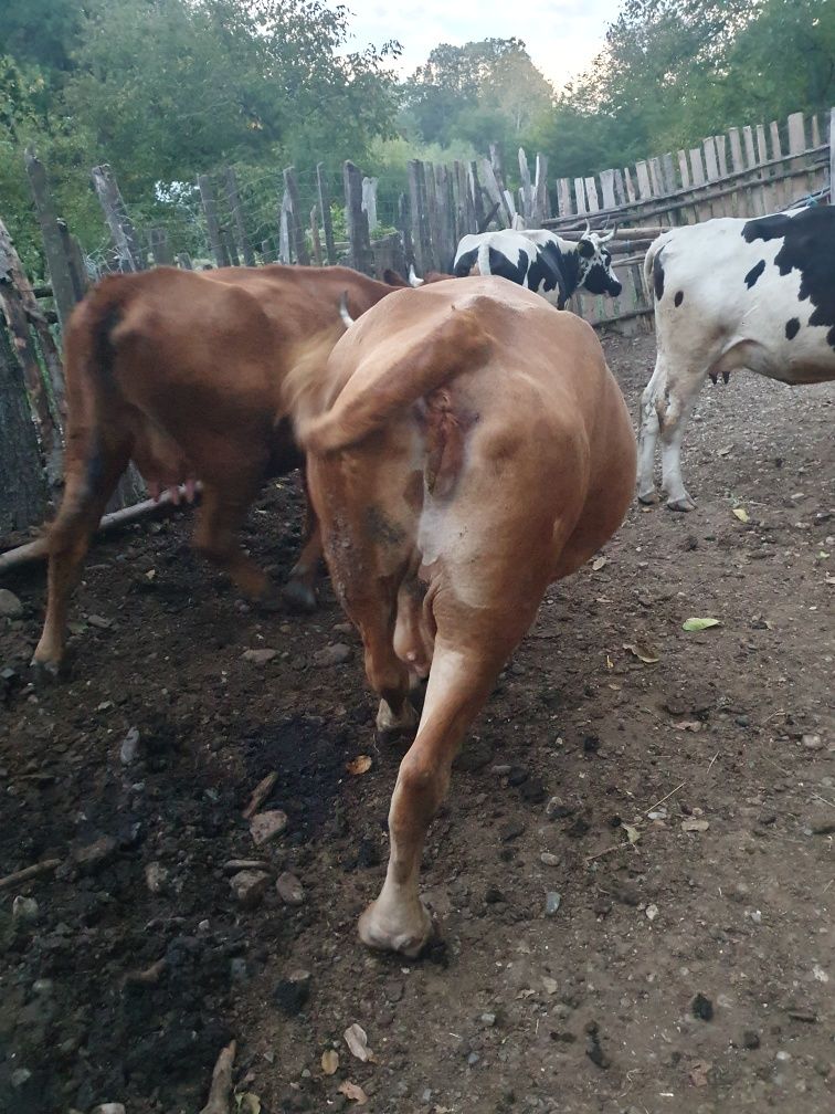 Vaci de vanzare.