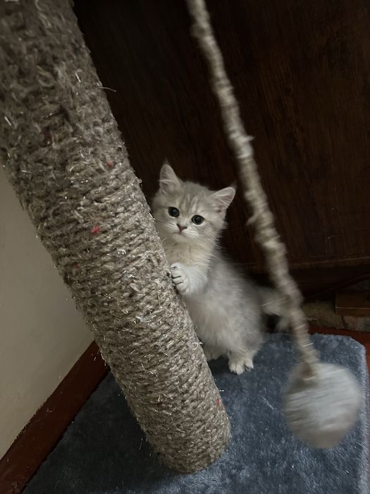 Скоттиш фолд-скоттиш страйт породы