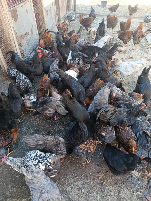 Vind găini wiandotte GSG australop