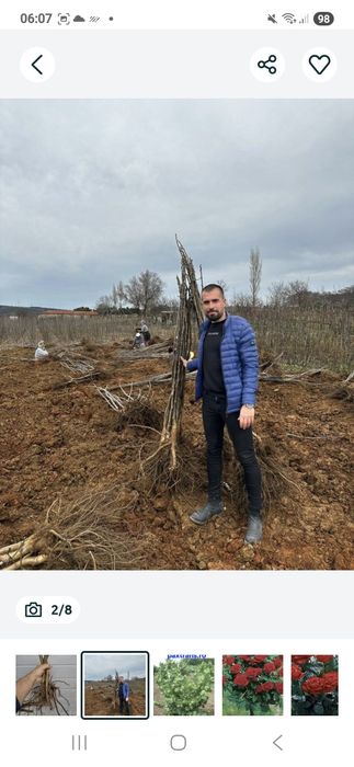 Livram>ROP:Nuci.Aluni.Prun.Cires.Brad.Molid.Paulownia.Afin.Castan.Tei.