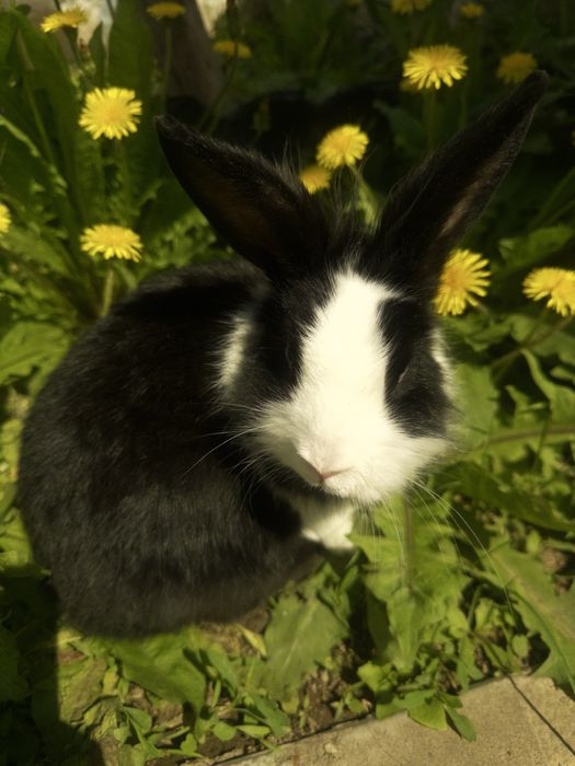 Кролик домашний (с клеткой)