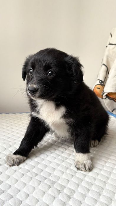 Щенок - девочка в поисках дома