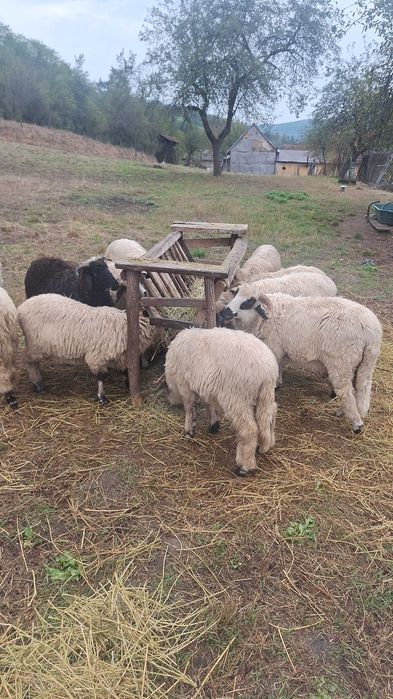 Ofertă: Vand mioare