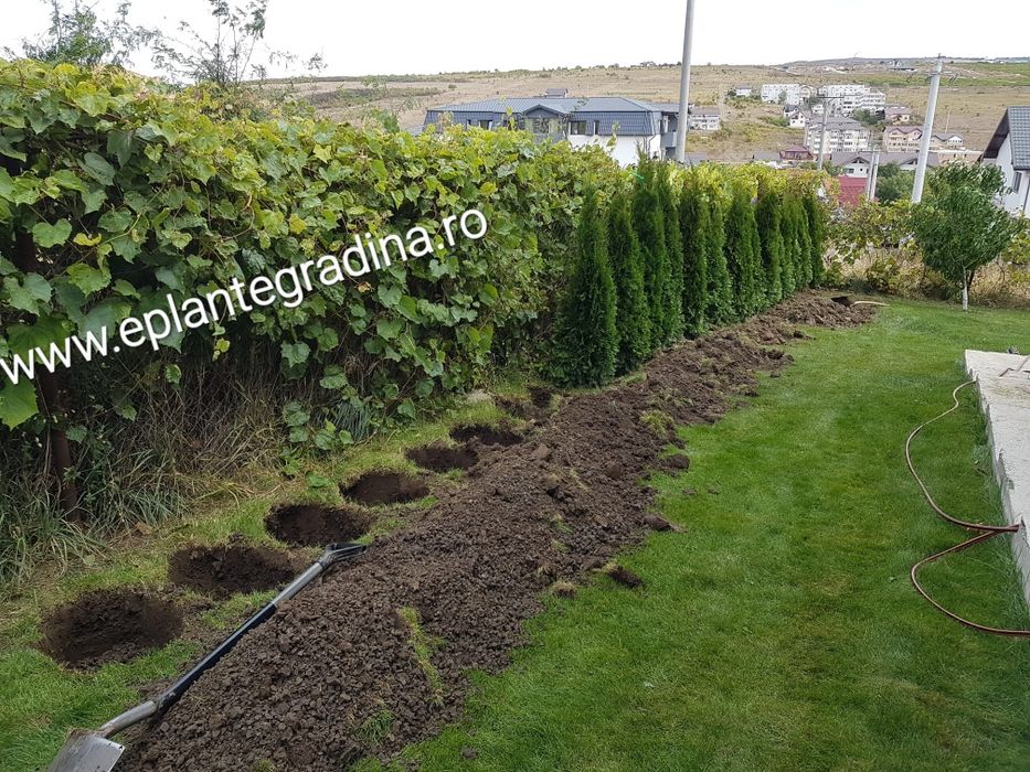 Tuia smaragd,columna