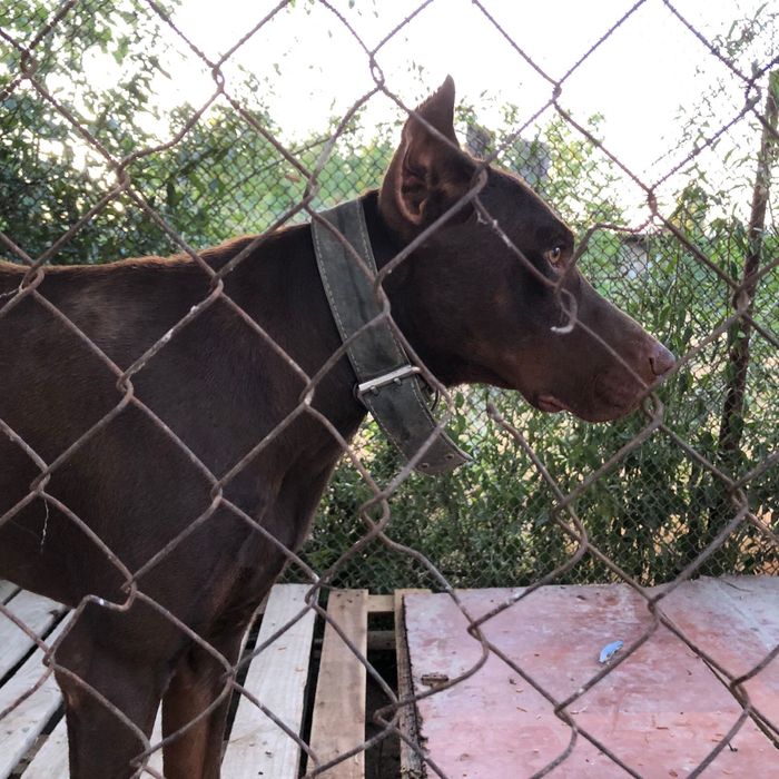 Даберман собака.      .