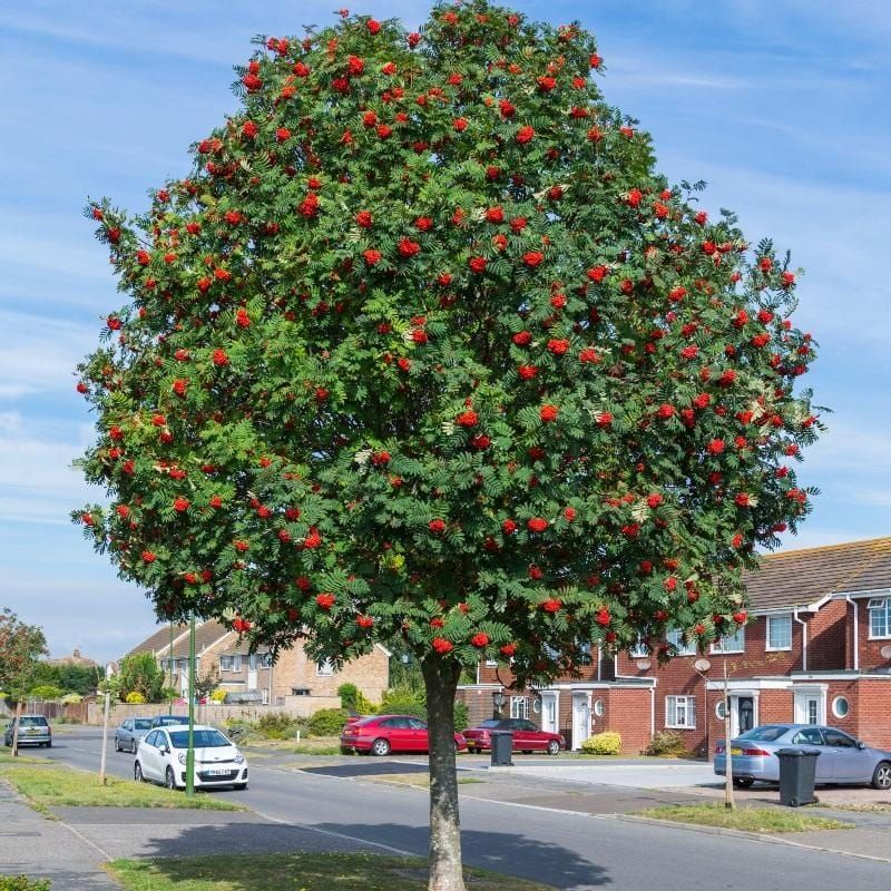 Sorbus aucuparia  ( scoruș de munte )