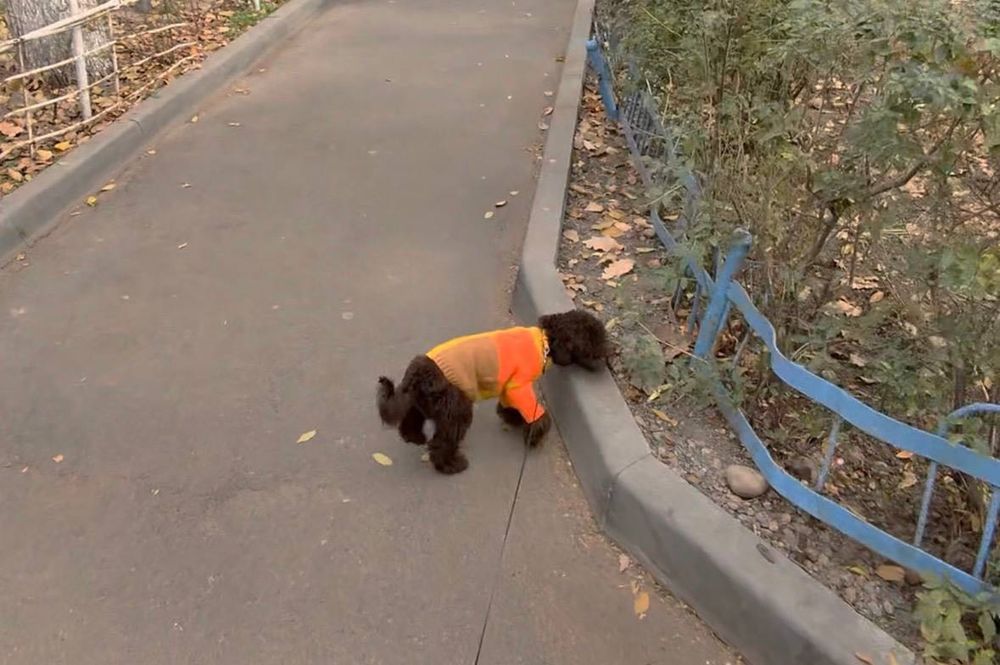 Потеряли собаку Той пуделя Алматы