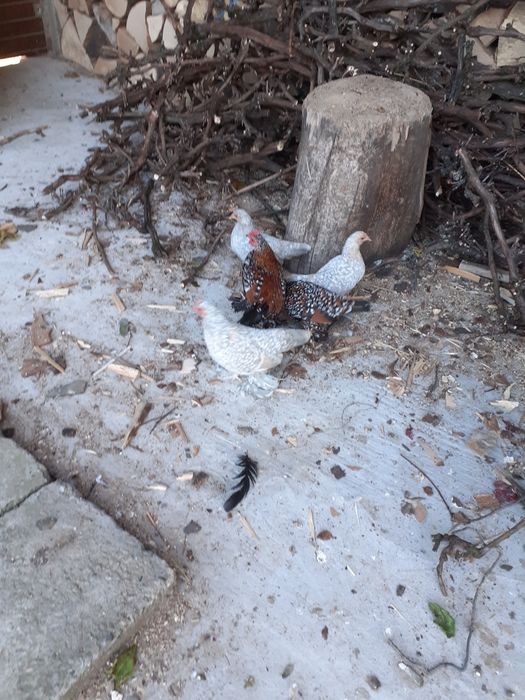 Porumbei de vânzare