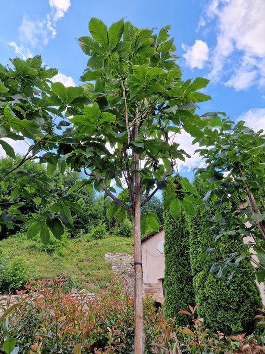 Castan rosu ornamental ( salbatic ) aesculus hippocastanum