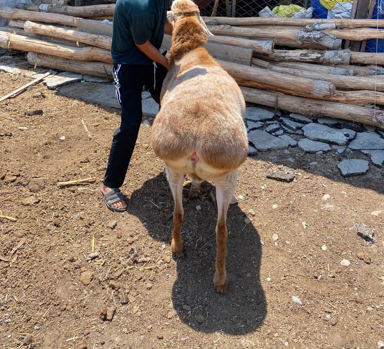 Qoʻchqor zotli gigand