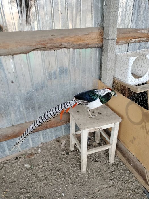 Fazani ,păuni , turturele ,papagali și rațe