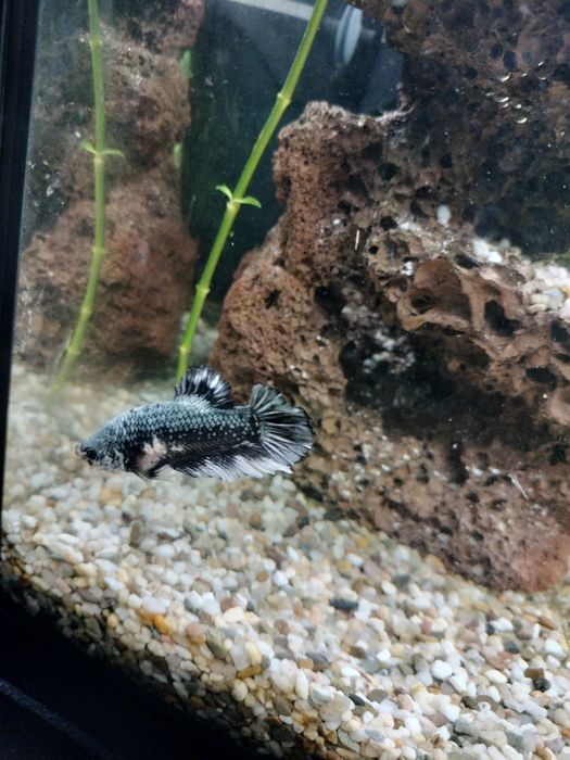 Vând gourami si betta