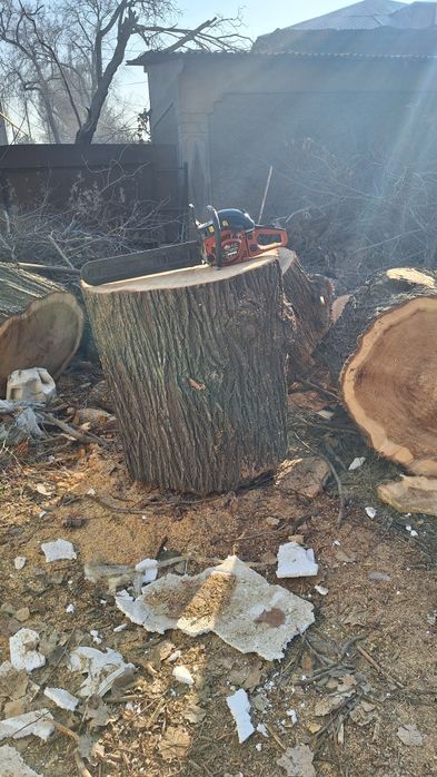 Продам рубочный пенек( карагач)