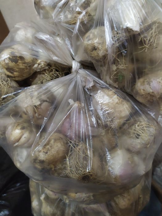 Продам Домашний чеснок
