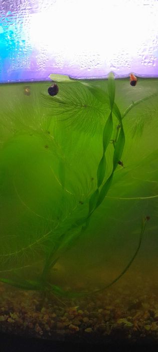 Акварумный водоросли и улитки