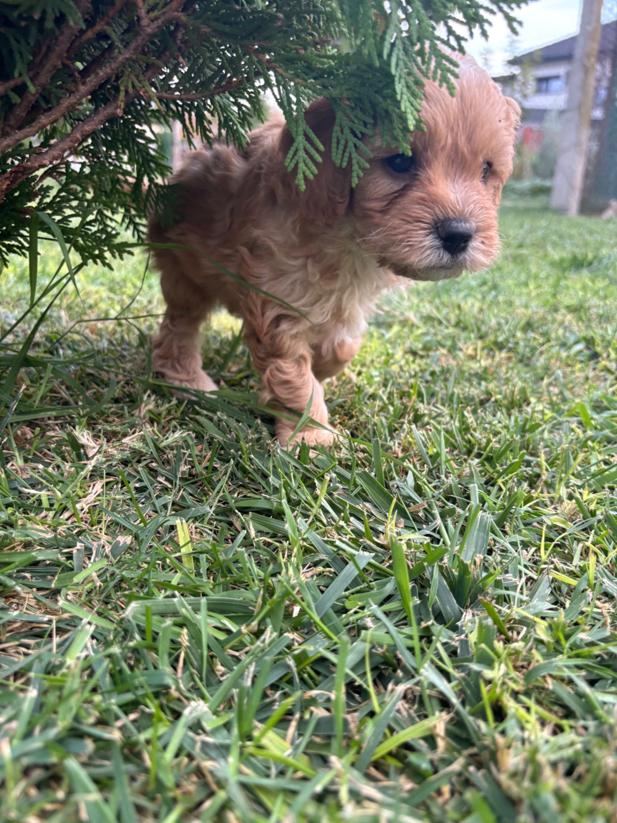 Кавапу & Cavapoo
