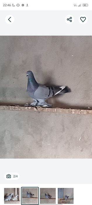 Продам голубей..