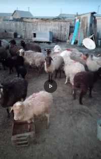 Продам ОПТОМ овец с ягнятами