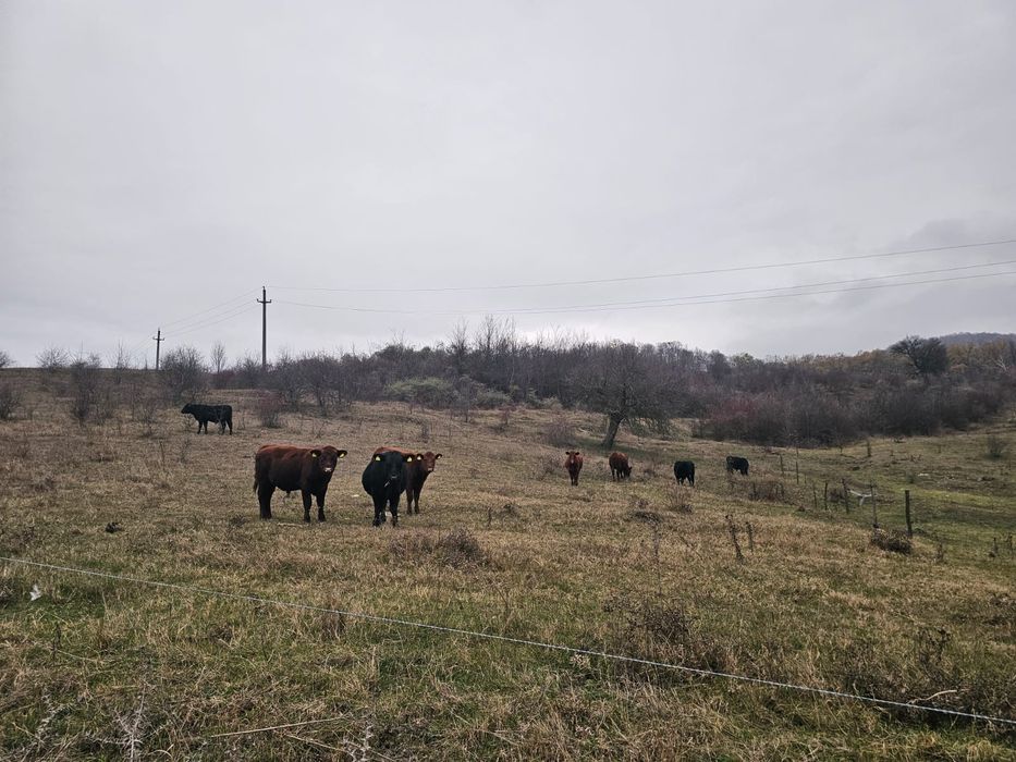 Tăurași black angus