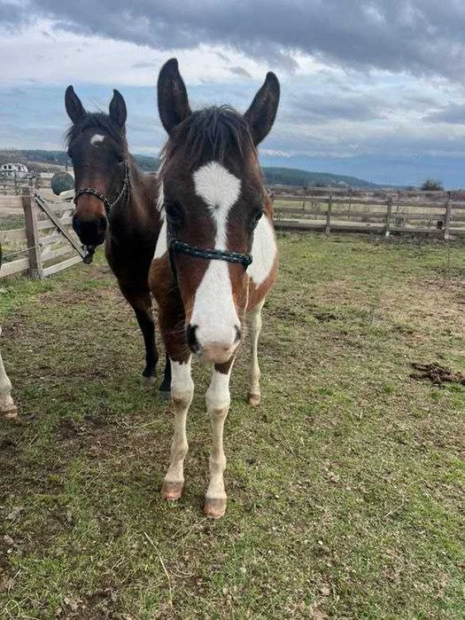 Продавам бебета кончета