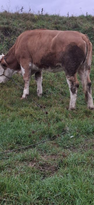 Vând junica baltata gestanta inn3 luni 1 ,7 luni