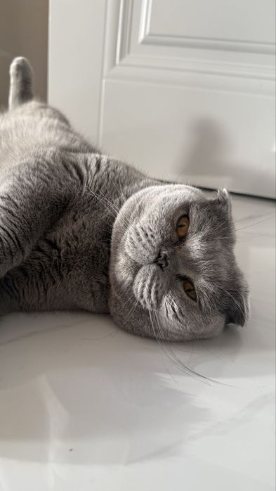 Отдам кошку в заботливые ручки