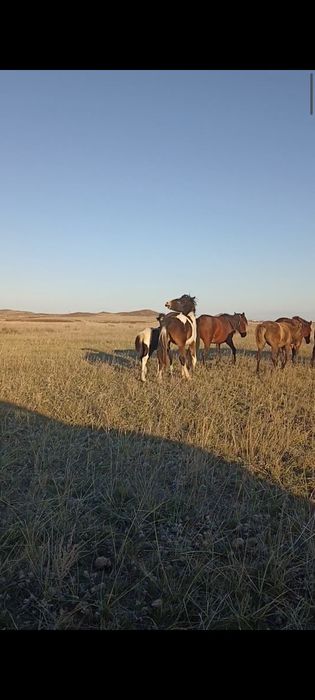 Семіз тай сатылады