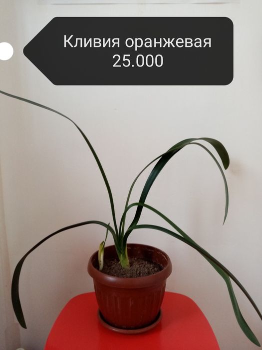 Продаю комнатные цветы