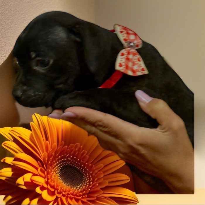 Staffordshire Bull Terrier femela