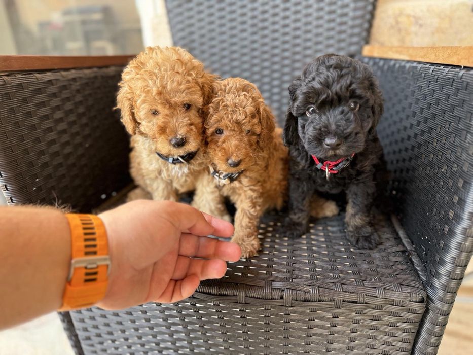 Мини пудели Актуално от 5.12.2025