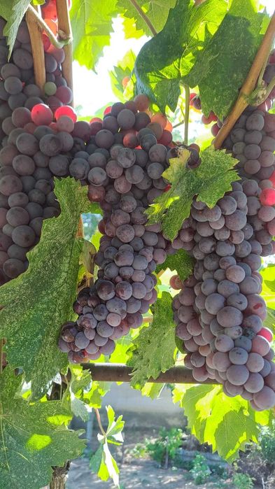 Struguri pentru vin - rosioara