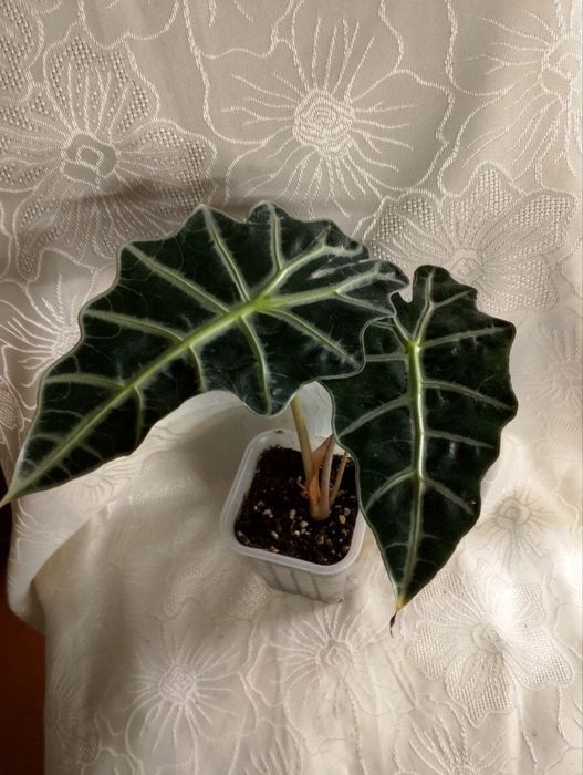 Комнатные цветы по Ташкенту