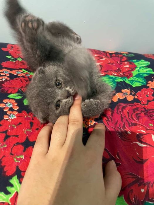 Кошка , Скоттиш фолдд